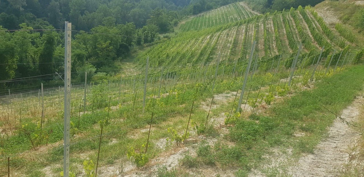 Ristrutturazione dei vigneti, nuovo bando Arpea: 4 milioni di euro ma cambiano le regole