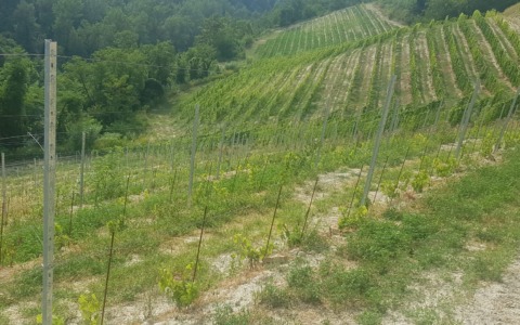 Ristrutturazione dei vigneti, nuovo bando Arpea: 4 milioni di euro ma cambiano le regole