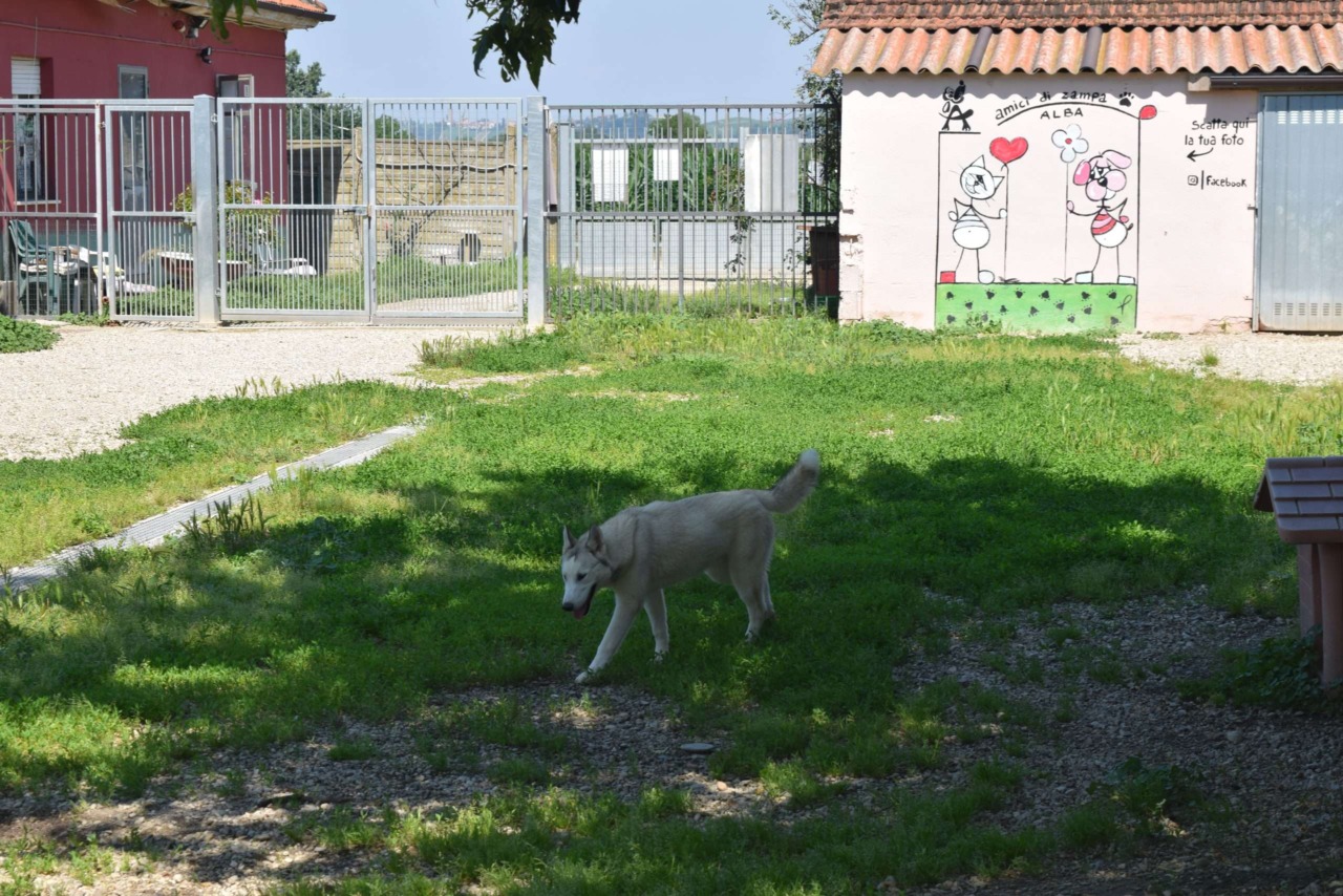 Alba punta sulla co-progettazione per il canile municipale