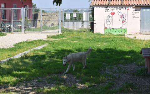 Alba punta sulla co-progettazione per il canile municipale