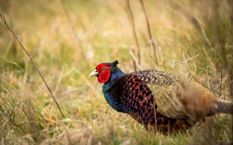 Fauna e caccia, via libera alla proroga: ok in Commissione non senza polemiche